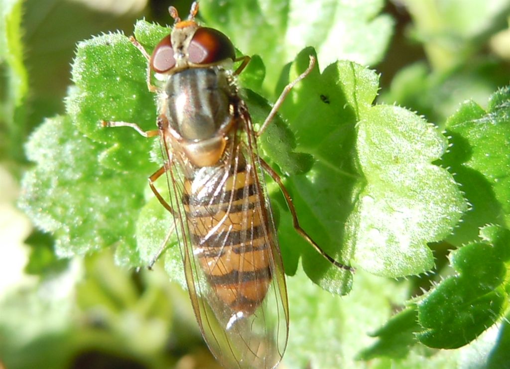 Episyrphus balteatus